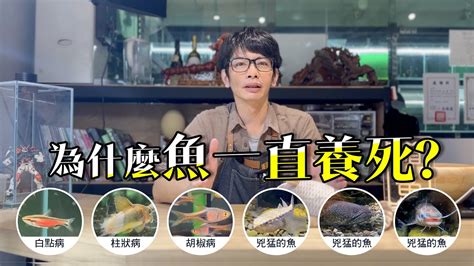 魚缸魚一直死|揭密！為什麼養魚一直死的真相